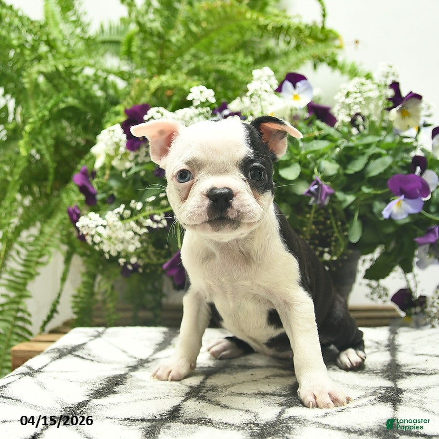 Boston Terrier dogs Ruby  - Ad 2