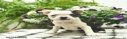 Boston Terrier dogs for sale: Ruby  - Ad 2