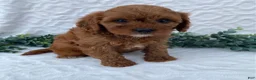 Cavapoo dogs for sale: Norman - Ad 5