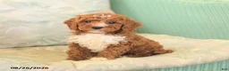 Cavapoo dogs for sale: Fancy - Ad 3