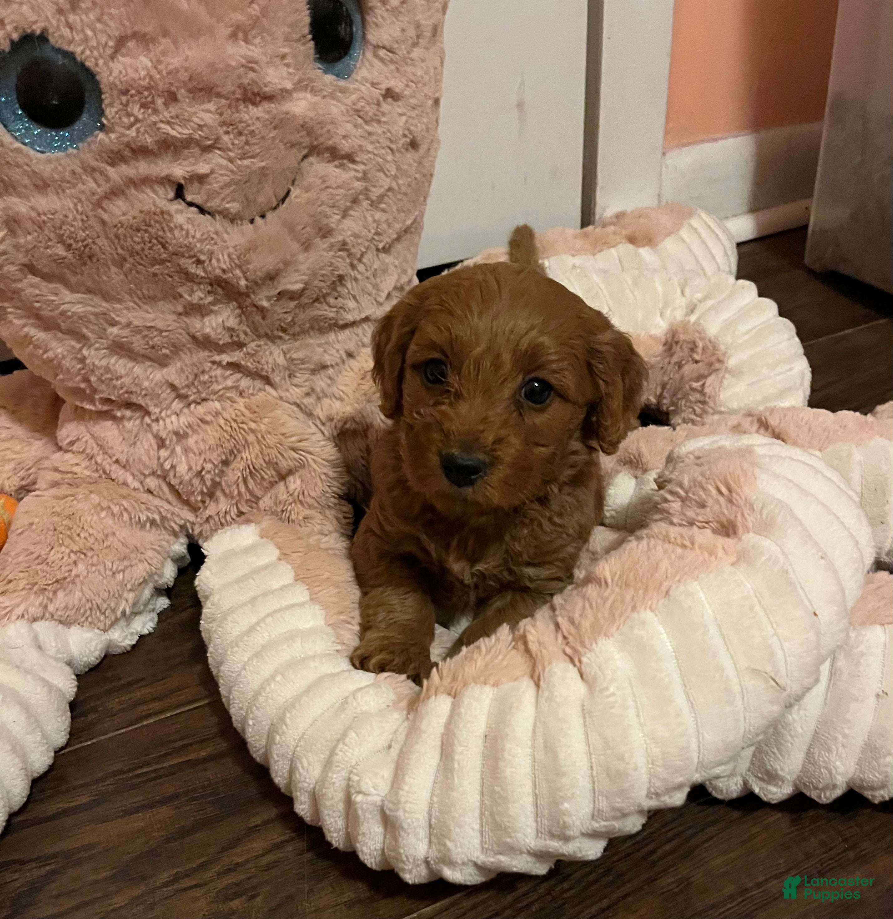 Mini Goldendoodle dogs Java - Ad 3