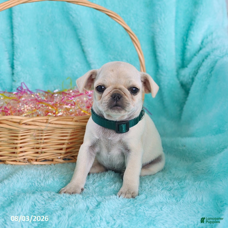 Pug dogs for sale: Brooke - Ad 3