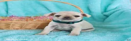 Pug dogs for sale: Brooke - Ad 1