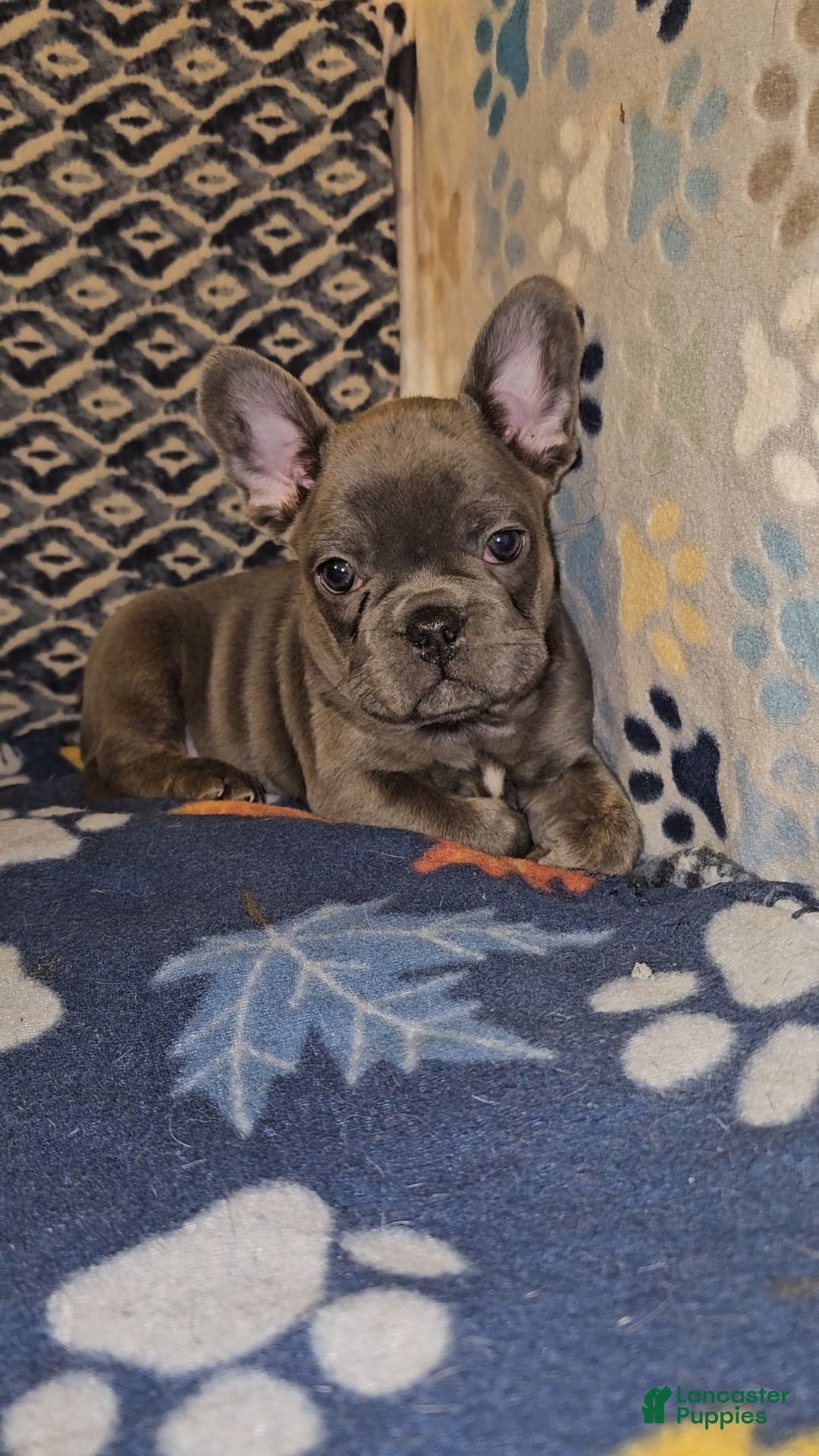 French Bulldog dogs French Bulldog Puppy 3 - Ad 26