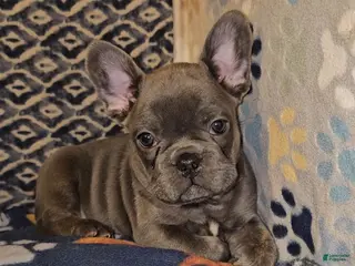 French Bulldog dogs French Bulldog Puppy 3 - Ad 27