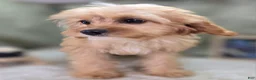 Cavapoo dogs for sale: Miles - Ad 5