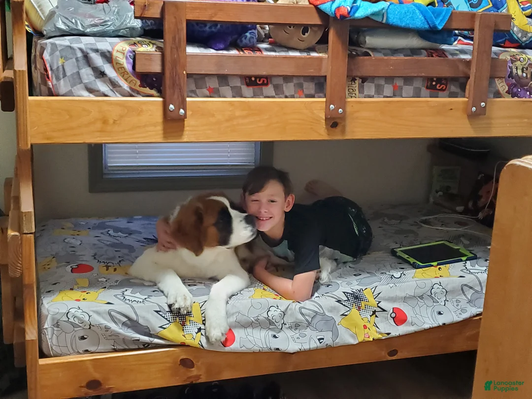 Mixed Breed dogs for sale: Zues - Ad 56