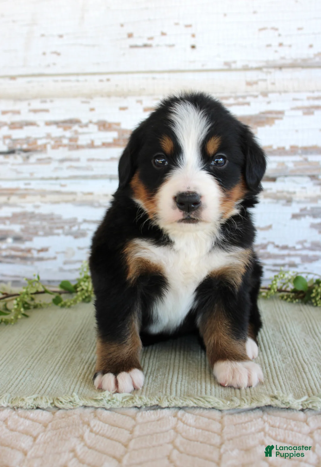 Bernese Mountain Dog dogs for sale: Marnie - Ad 1