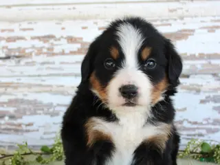 Bernese Mountain Dog dogs Marnie - Ad 42