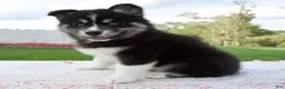 Pomsky dogs for sale: Finn - Ad 5