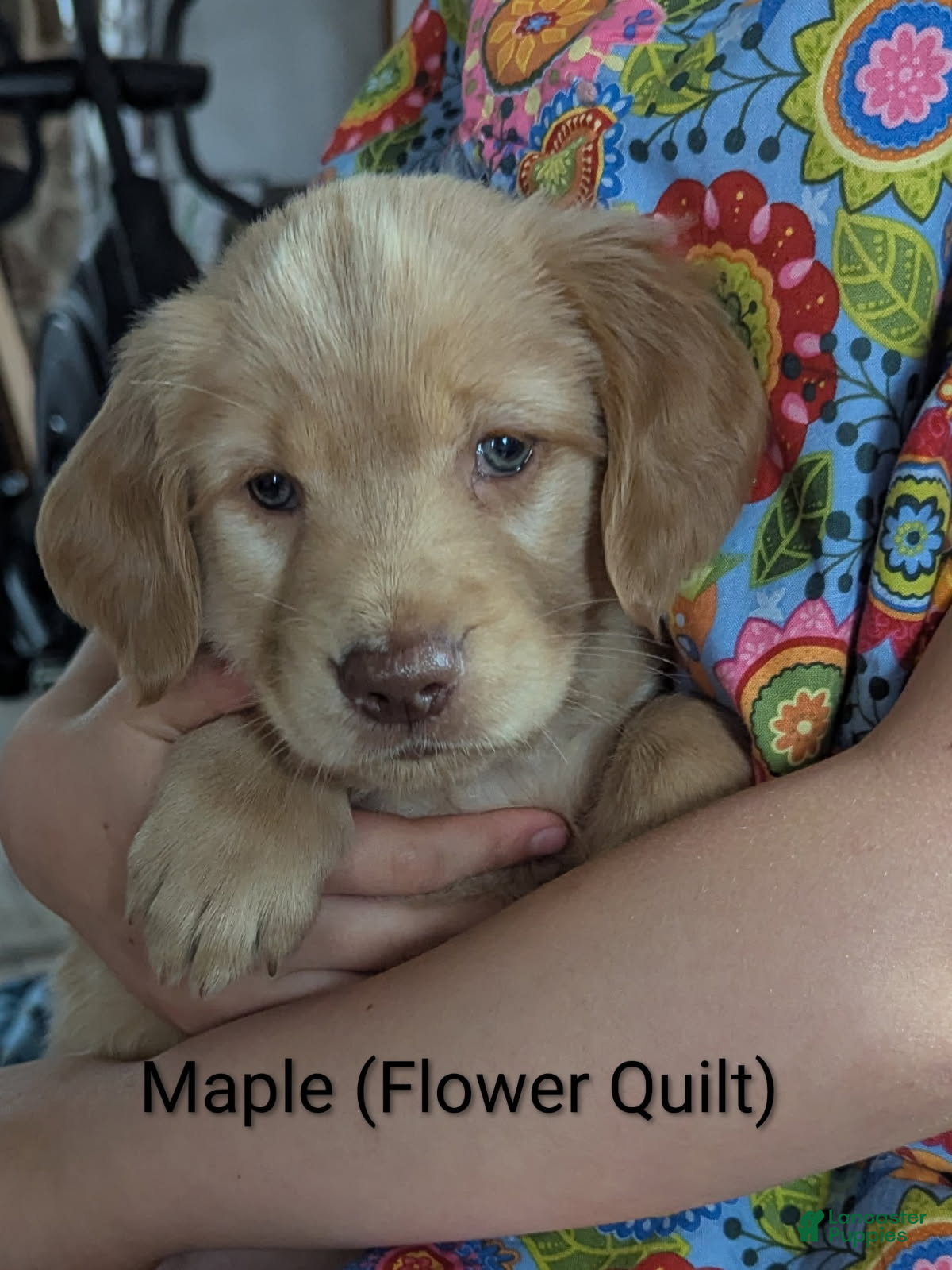 Golden Retriever dogs Maple - Ad 2