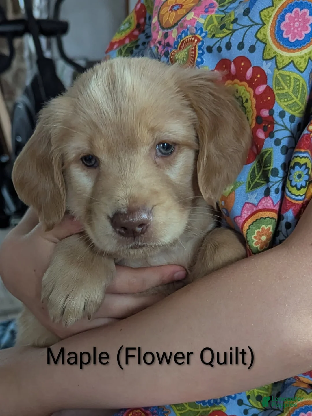 Golden Retriever dogs for sale: Maple - Ad 2