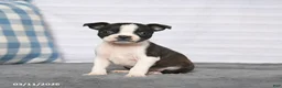 Boston Terrier dogs for sale: Renee - Ad 5
