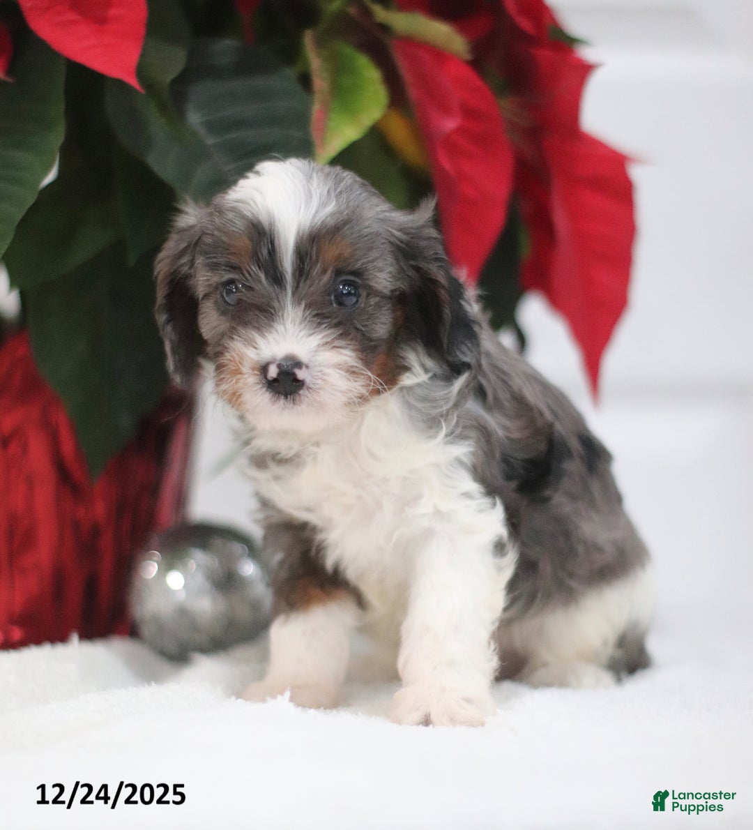 Cavapoo dogs for sale: Parker - Ad 2