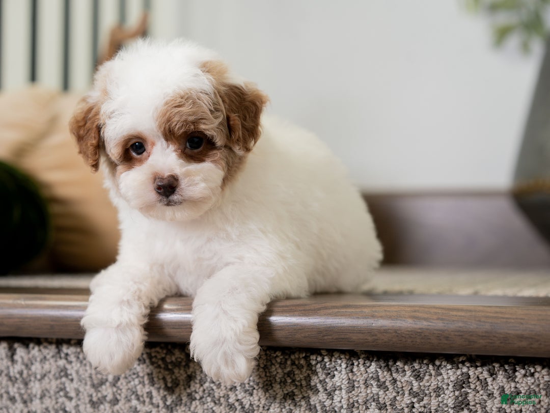 Miniature Poodle dogs for sale: Camilla - Ad 5