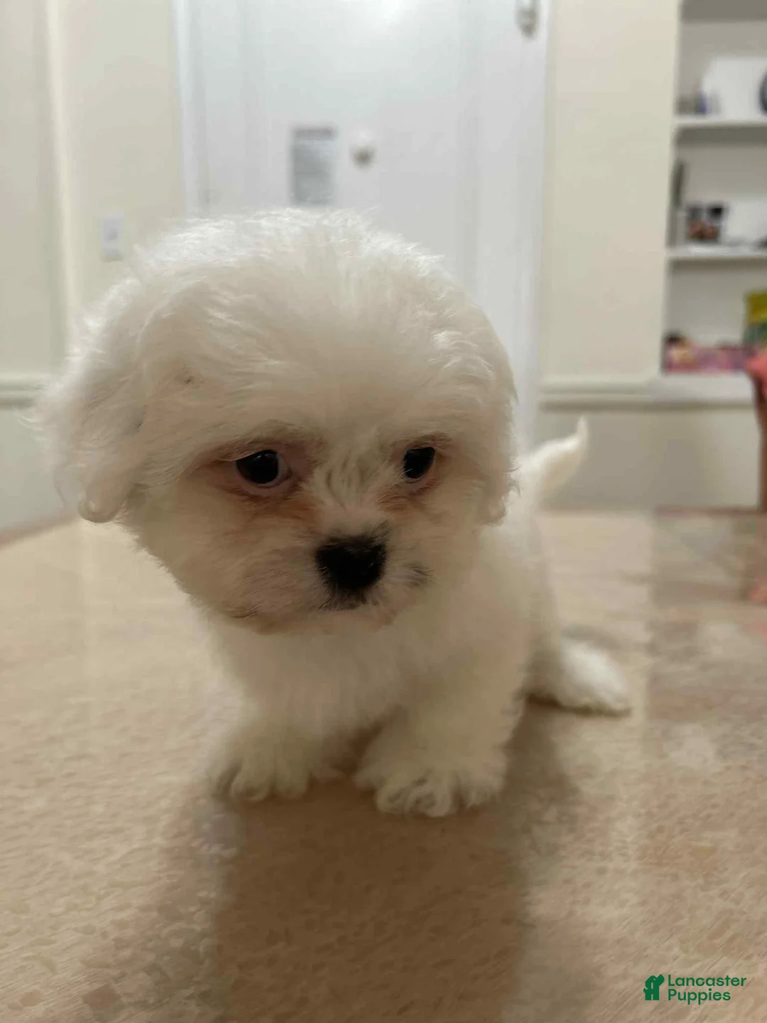 Shih Tzu dogs for sale: Maggie - Ad 1