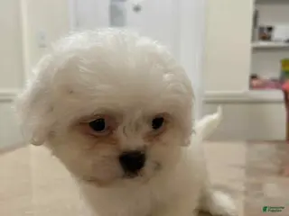 Shih Tzu dogs Maggie - Ad 23