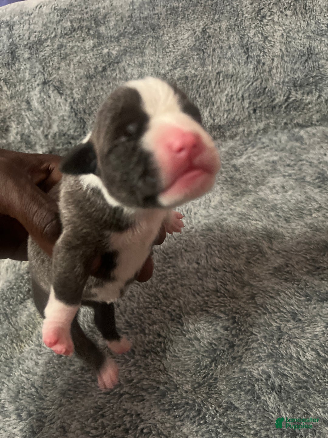 American Bully dogs for sale: American Bully Puppy 7 - Ad 2