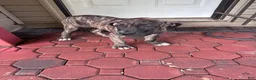 Presa Canario dogs for sale: Presa Canario 3 - Ad 3