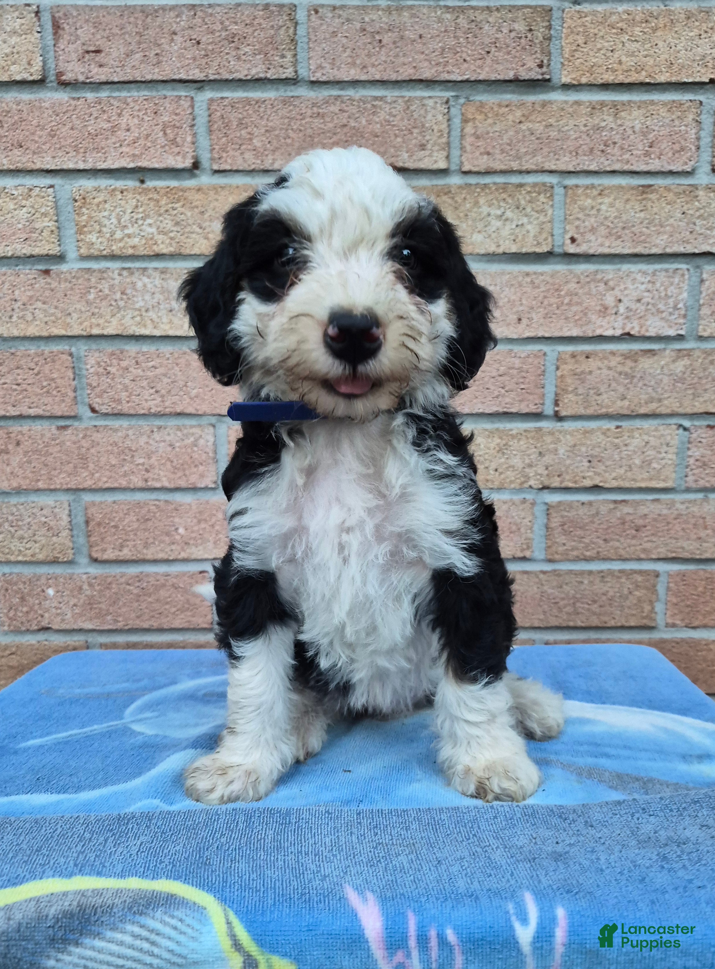 Mini Bernedoodle dogs Missy - Ad 2