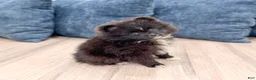Pomeranian dogs for sale: Oreo - Ad 4