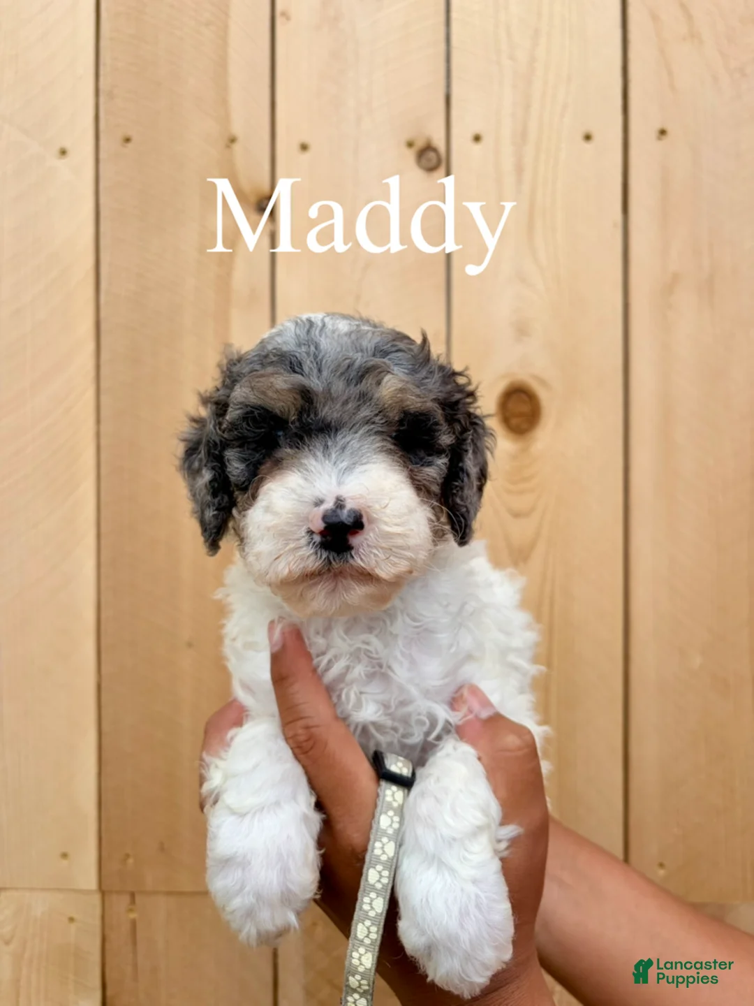 Mixed Breed dogs for sale: Maddy  - Ad 2