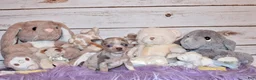 Chihuahua dogs for sale: Blakely - Ad 4