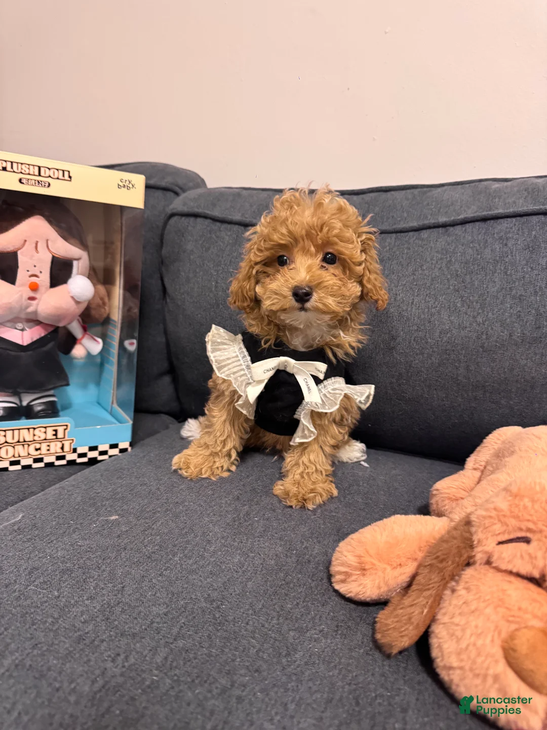 Gallery Image {{count}}