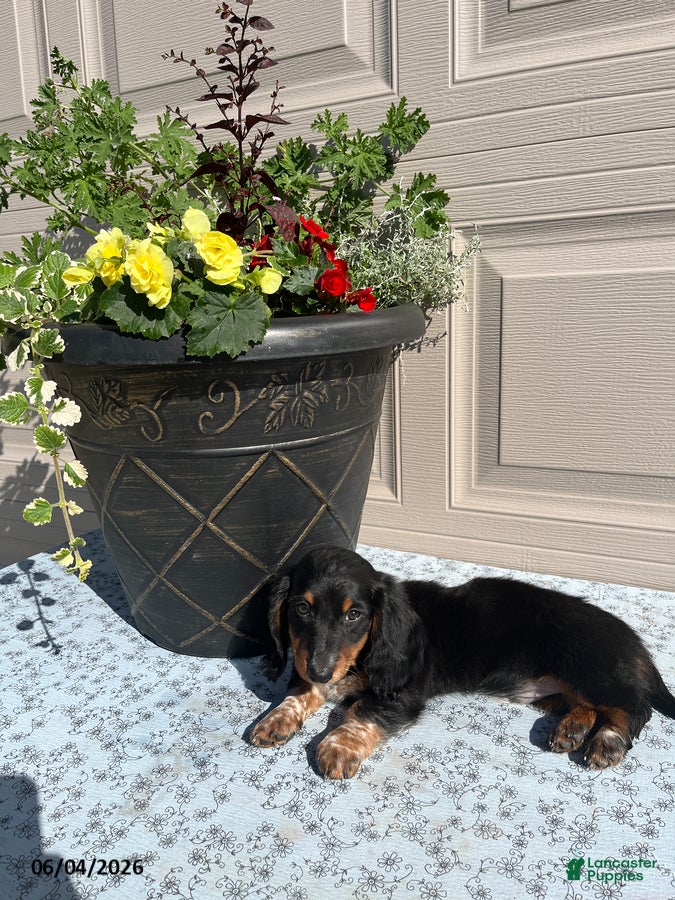 Miniature Dachshund dogs for sale: Todd - Ad 2