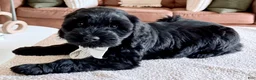 Goldendoodle dogs for sale: Thumper  - Ad 22