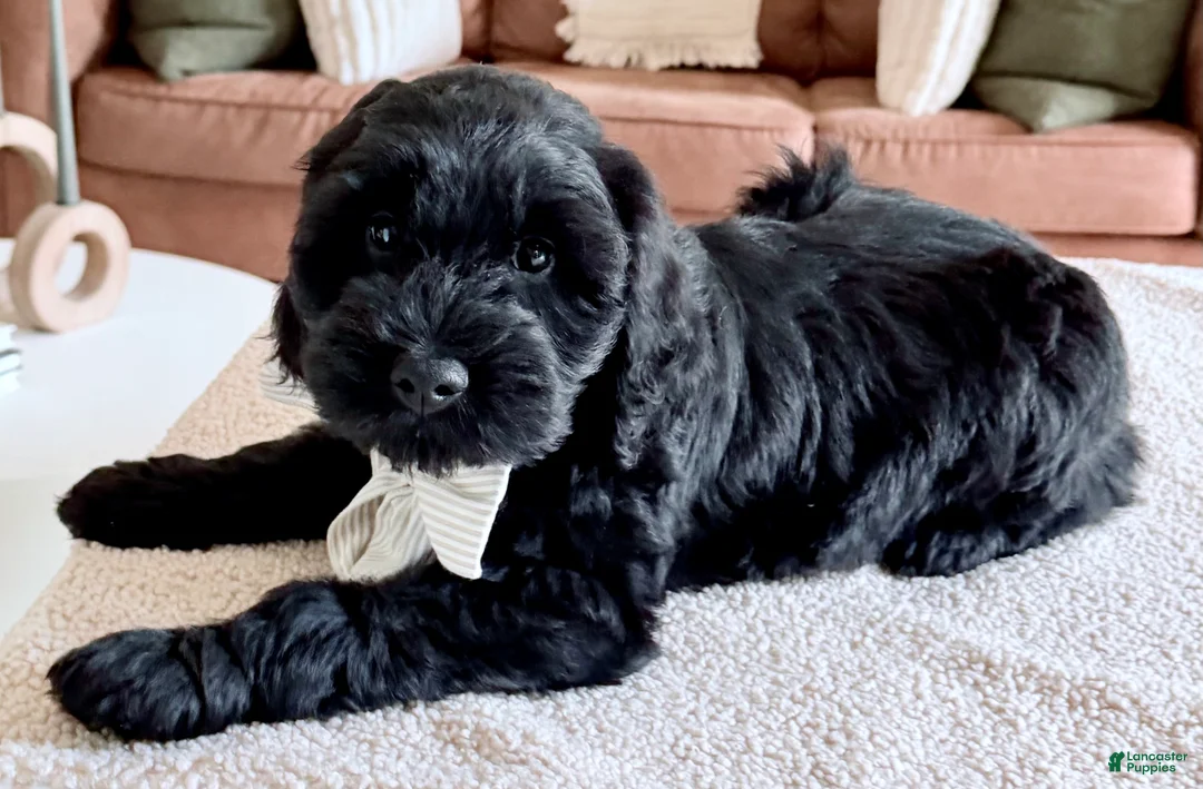 Goldendoodle dogs for sale: Thumper  - Ad 22