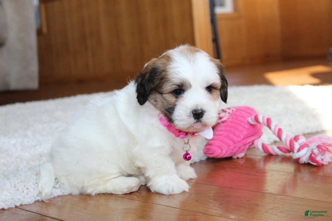 Teddy Bear dogs for sale: Lola - Ad 11