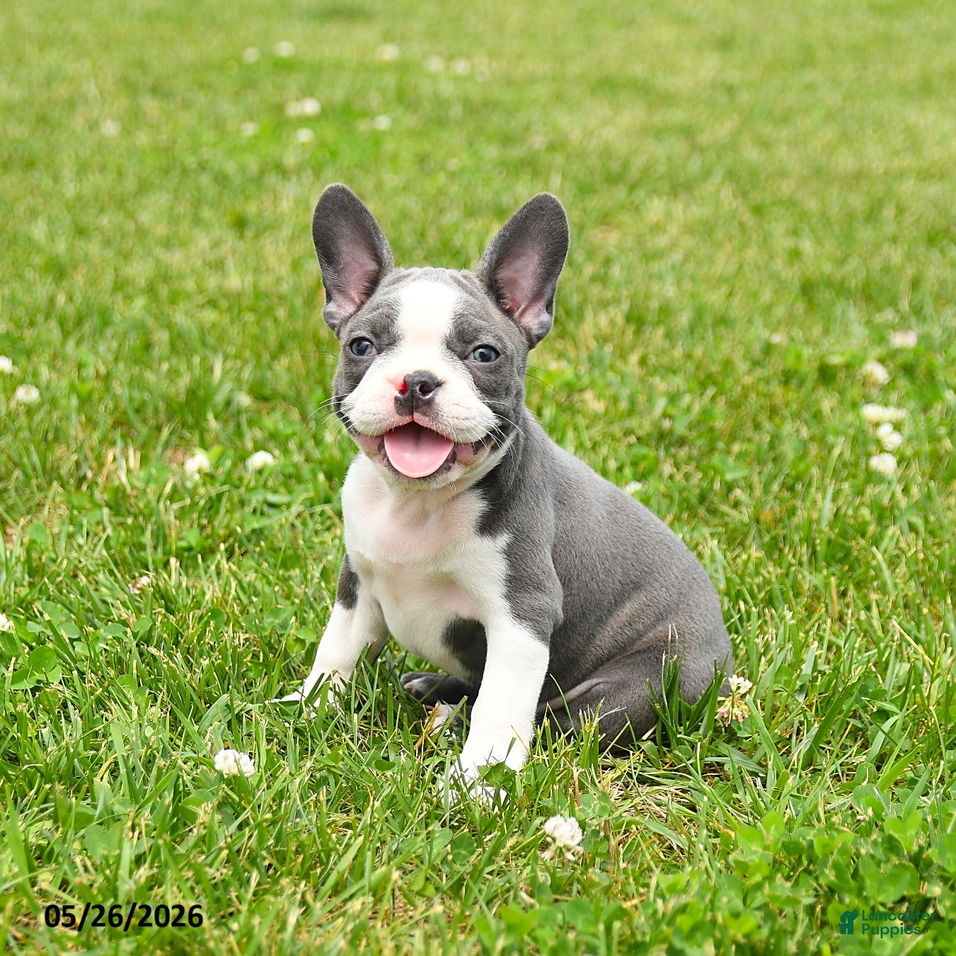 Boston Terrier dogs Ellie - Ad 2