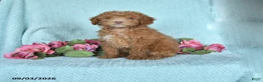 Kurt