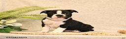 Boston Terrier dogs for sale: Morris - Ad 1