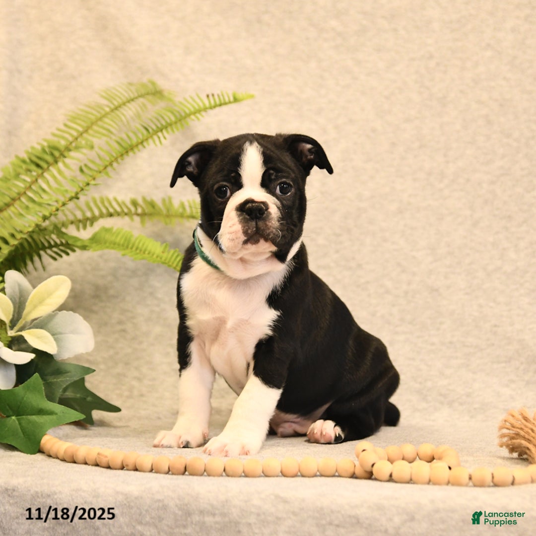 Boston Terrier dogs for sale: Morris - Ad 1