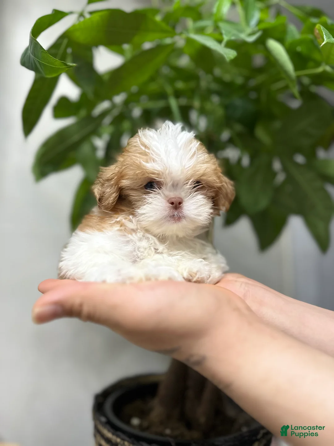 Shih Tzu dogs for sale: Teacup milo - Ad 2