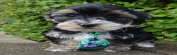 Yorkiepoo dogs for sale: Walter - Ad 4