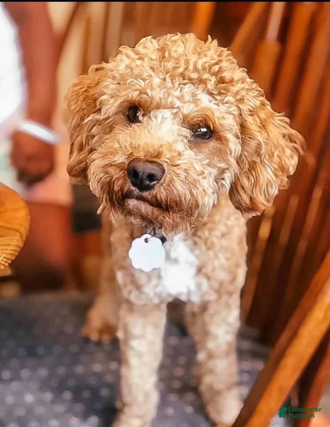 Miniature Poodle dogs for stud: Caleb - Ad 2