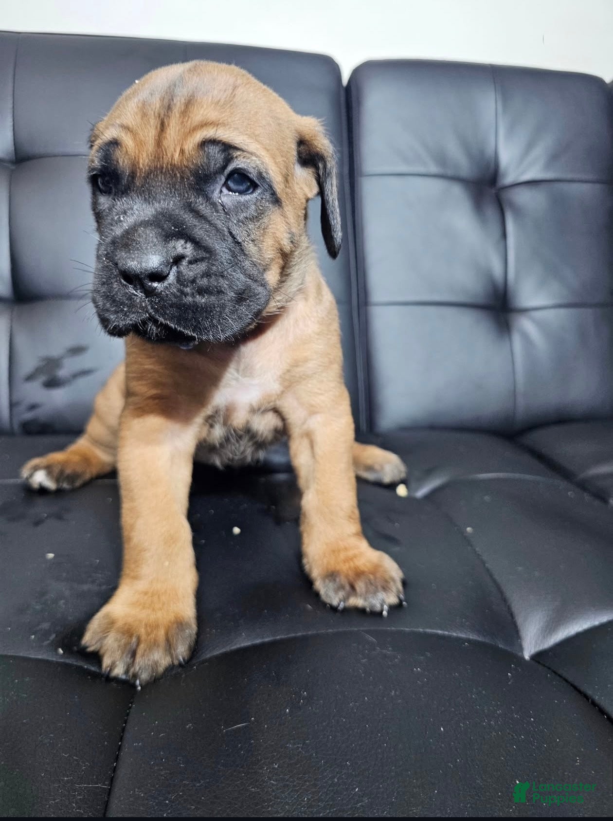 Cane Corso dogs for sale: Exalted Empire Carrera-Tan/Fawn (North American Mastiff)  - Ad 3