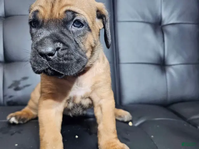 Cane Corso dogs for sale: Exalted Empire Carrera-Tan/Fawn (North American Mastiff) - Ad 1