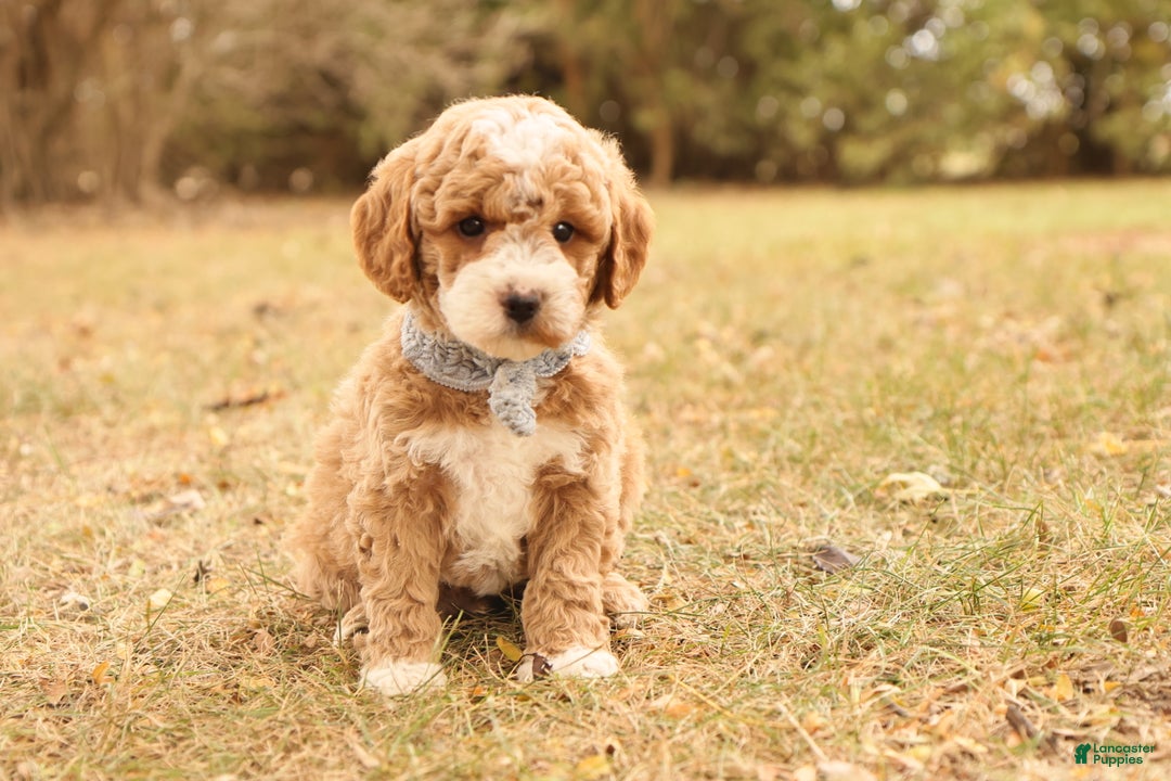 Mini Goldendoodle dogs for sale: Asher - Ad 5