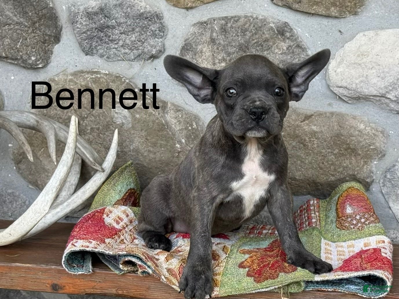 Frenchton dogs for sale: Bennett - Ad 4