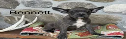 Frenchton dogs for sale: Bennett - Ad 1