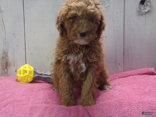 Standard Poodle dogs Effie - Ad 18