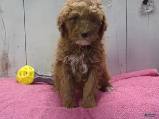 Standard Poodle dogs Effie - Ad 32