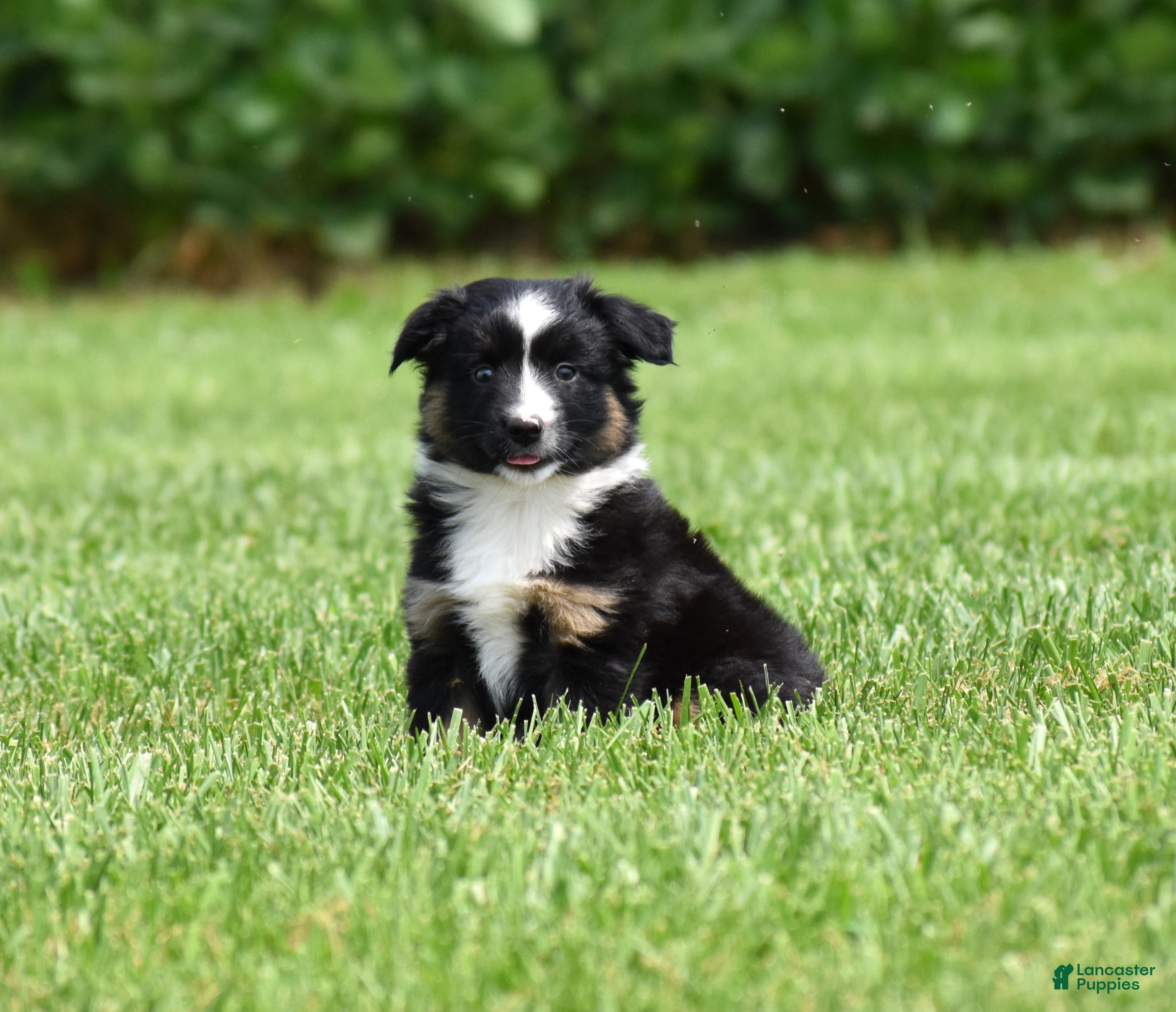 Miniature Australian Shepherd dogs Piper - Ad 2