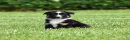 Miniature Australian Shepherd dogs for sale: Piper - Ad 2