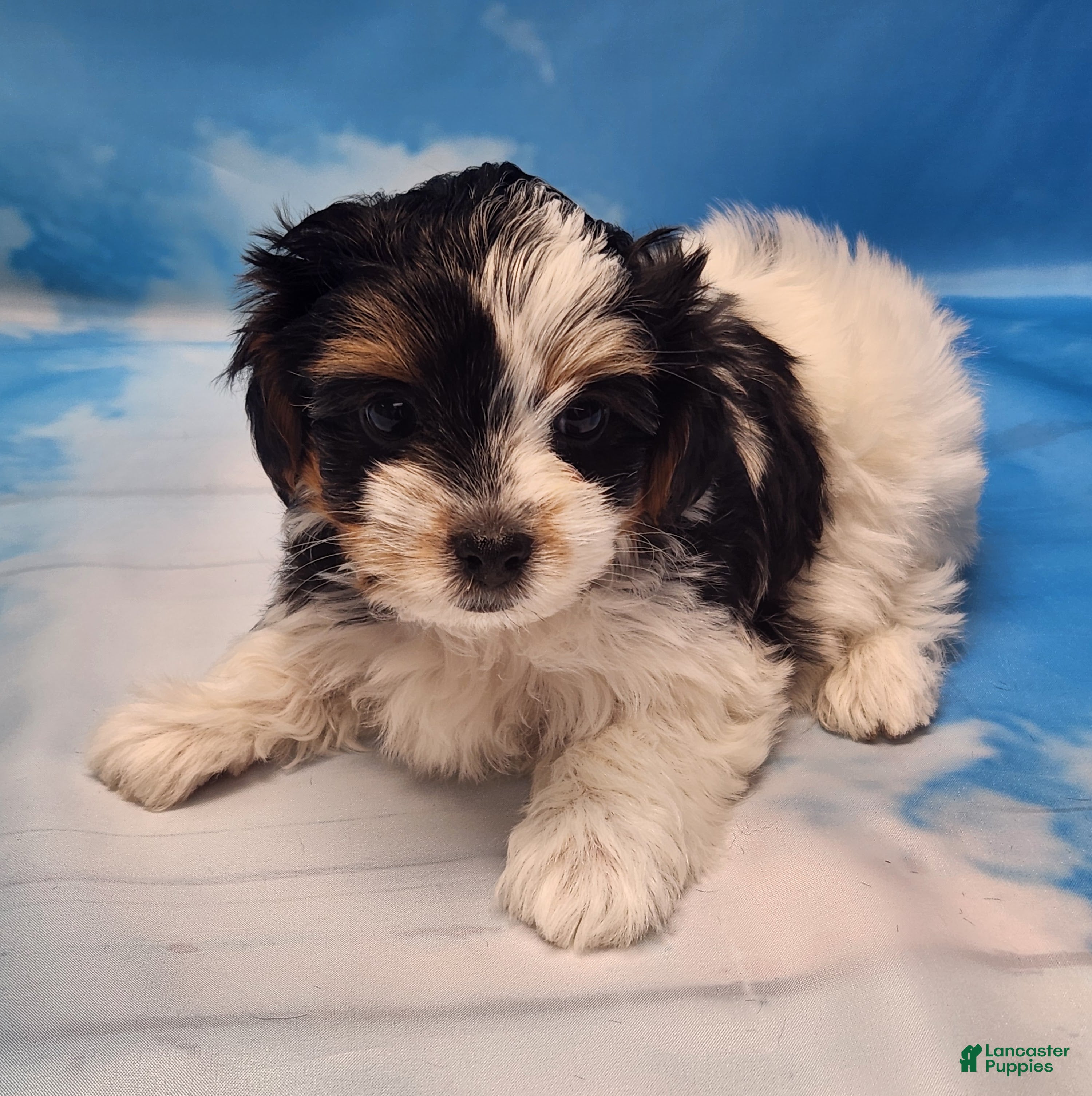 Biewer Terrier dogs Megan  - Ad 2