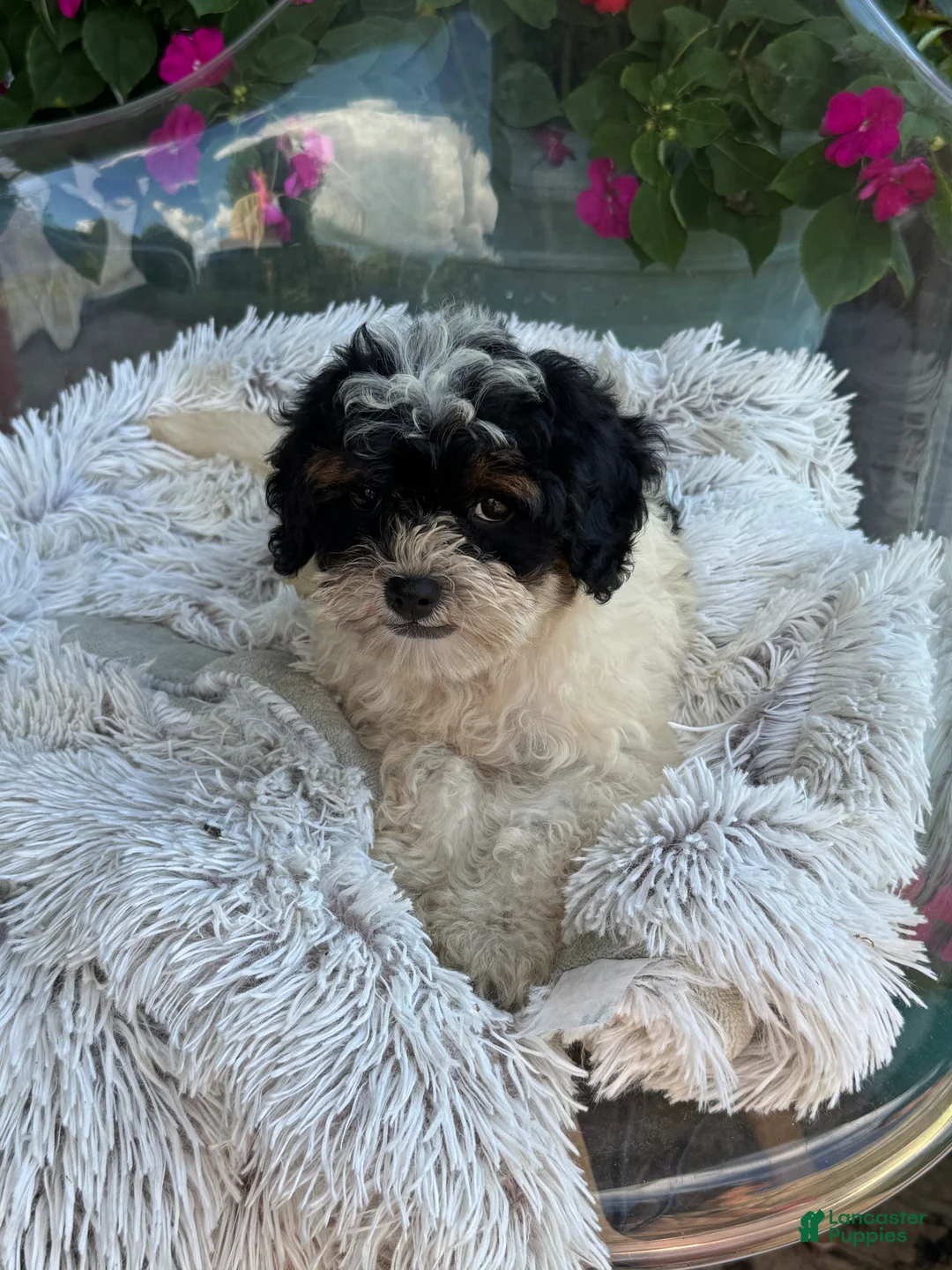 Mini Bernedoodle dogs for sale: Bonnie - Ad 7